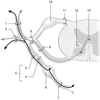    Figure 13-2 Spinal Nerves Use Figure 13-2 to answer the following questions: -Identify the structure labeled  2.  A) ventral root B) dorsal ramus C) spinal nerve D) ventral ramus E) white ramus