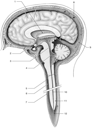    Figure 14-1 The Circulation of Cerebrospinal Fluid Use Figure 14-1 to answer the following questions: -Identify the structure labeled  3.  A) arbor vitae B) corpora quadrigemina C) cerebral aqueduct D) pons E) diencephalon