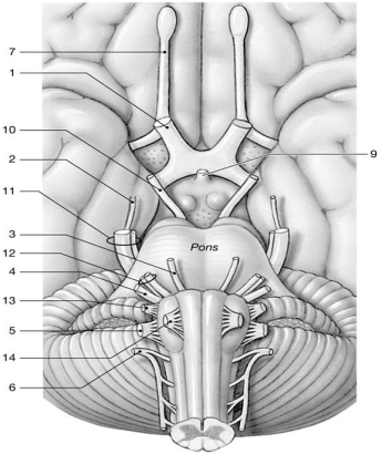    Figure 14-2 Cranial Nerves Use Figure 14-2 to answer the following questions: -What is the function of the nerve labeled  10 ? A) vision B) olfaction C) taste D) auditory E) eye movement