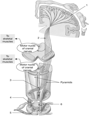    Figure 15-2 The Corticospinal Pathway Use Figure 15-2 to answer the following questions: -Identify the origin of the axon labeled  2.  A) lower motor neuron B) upper motor neuron C) decussation neuron D) second-order neuron E) ganglionic neuron