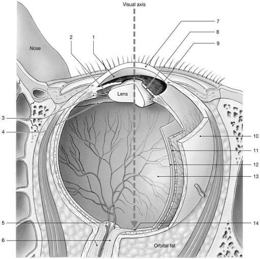    Figure 17-1 The Sectional Anatomy of the Eye Use Figure 17-1 to answer the following questions: -Identify the structure labeled  14.  A) pupil B) optic disc C) sclera D) fovea E) suspensory ligaments