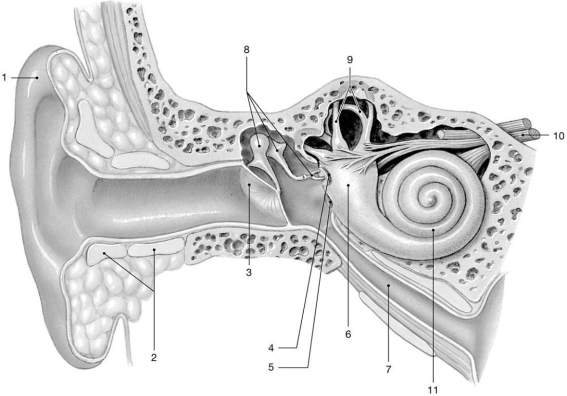    Figure 17-2 The Ear Use Figure 17-2 to answer the following questions: -Which structure contains the receptors for hearing? A) 6 B) 8 C) 9 D) 10 E) 11