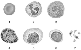    Figure 19-1 The Origins and Differentiation of Formed Elements Use Figure 19-1 to answer the following questions: -Identify the cell labeled  3.  A) eosinophil B) lymphocyte C) erythrocyte D) basophil E) monocyte