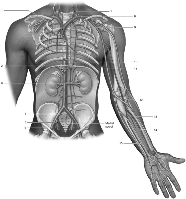    Figure 21-2 Veins Use Figure 21-2 to answer the following questions: -Identify the vein labeled  9.  A) axillary B) brachial C) cephalic D) basilic E) median cubital