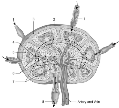    Figure 22-1 The Structure of a Lymph Node Use Figure 22-1 to answer the following questions: -Identify the dominant cell type in the area labeled  6.  A) T cells B) B cells C) erythrocytes D) platelets E) All of the answers are correct.