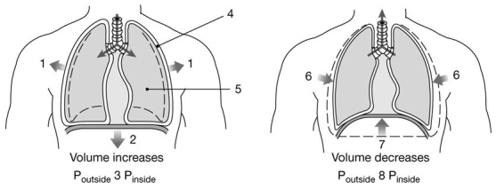   Figure 23-2 Mechanics of Ventilation Use Figure 23-2 to answer the following questions: -Which muscle(s) contract(s) to cause the movement indicated by the arrows labeled  6  and  7 ? A) rectus abdominis B) internal intercostals C) external intercostals D) diaphragm E) both rectus abdominis and internal intercostals
