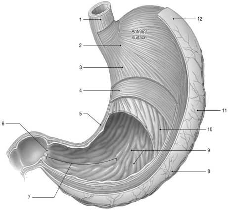    Figure 24-1 The Stomach (dissected)  Use Figure 24-1 to answer the following questions: -What is the function of the structure labeled  6 ? A) strains materials entering the stomach B) regulates gastric emptying C) mixes stomach juice into food D) controls contraction of stomach muscles E) prevents food from entering the esophagus