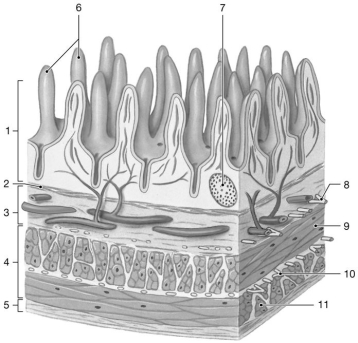    Figure 24-2 The Wall of the Small Intestine Use Figure 24-2 to answer the following questions: -What is the layer labeled  2 ? A) muscularis externa B) circular muscle C) lamina propria D) longitudinal muscle E) muscularis mucosae