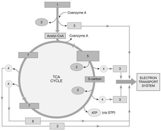    Figure 25-1 The Citric Acid Cycle Use Figure 25-1 to answer the following questions: -What is the molecule labeled  2 ? A) hydrogen atoms B) citric acid C) NADH D) carbon dioxide E) FADH₂