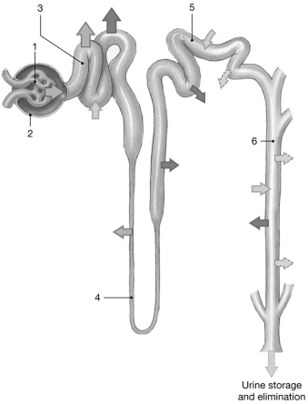    Figure 26-2 The Nephron Use Figure 26-2 to answer the following questions: -Which area is sensitive to the hormone ADH? A) 1 B) 3 C) 4 D) 5 and 6 E) 4,5,and 6