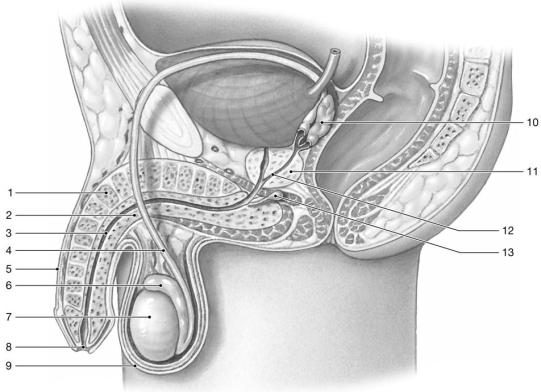    Figure 28-1 The Male Reproductive System Use Figure 28-1 to answer the following questions: -Identify the structure labeled  3.  A) corpora cavernosa B) prostatic urethra C) corpus spongiosum D) spongy urethra E) ejaculatory duct