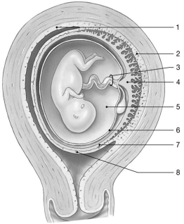   Figure 29-2 Fetus at 10 Weeks Use Figure 29-2 to answer the following questions: -Identify the structure labeled  2.  A) decidua basalis B) chorion C) amnion D) placenta E) endometrium