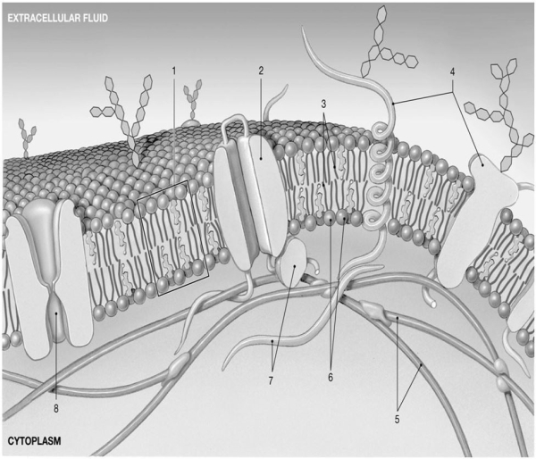 Figure 3-1 The Plasma membrane     Use Figure 3-1 to answer the following questions. -Which structure has a  gate  to control transport? A)  1 B)  2 C)  4 D)  7 E)  8