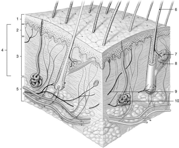 Figure 5-1 The Components of the Integumentary System     Use Figure 5-1 to answer the following questions: -Which layer contains most of the accessory structures? A)  1 B)  2 C)  3 D)  4 E)  5