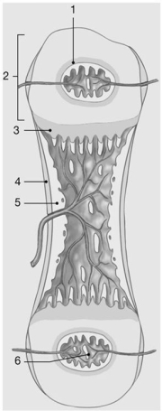Figure 6-2 Endochondral Ossification    Use Figure 6-2 to answer the following question(s) : -Where does growth in length occur? A)  1 B)  2 C)  3 D)  4 E)  5