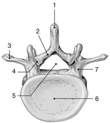  Figure 7-2 Typical Vertebra (inferior view)     Use Figure 7-2 to answer the following questions: -Where is the spinal cord located? A)  3 B)  4 C)  5 D)  6 E)  7