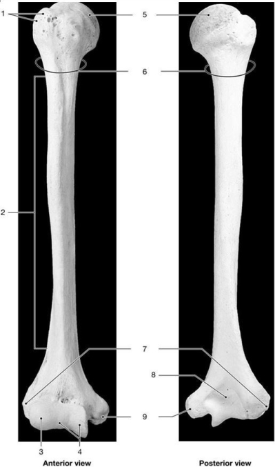 Figure 8-2 The Humerus    Use Figure 8-2 to answer the following questions: -Identify the structure labeled  9.  A)  olecranon process B)  medial epicondyle C)  lateral epicondyle D)  greater tubercle E)  trochlea