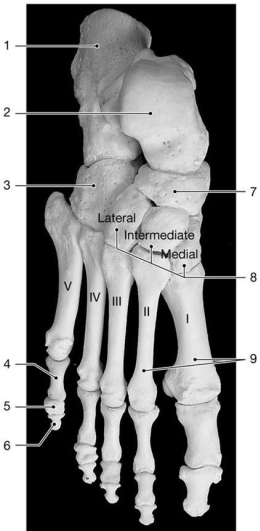 Figure 8-4 Bones of the Ankle and Foot    Use Figure 8-4 to answer the following questions: -Identify the bone labeled  4.  A)  5th distal phalanx B)  5th proximal phalanx C)  5th middle phalanx D)  1st distal phalanx E)  1st middle phalanx