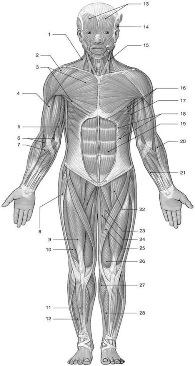 <strong> Figure 11-1 Major Anterior Skeletal Muscles Use Figure 11-1 to answer the following questions: Identify the muscle labeled 19.</strong> A) external oblique B) internal oblique C) rectus abdominis D) iliacus E) linea alba