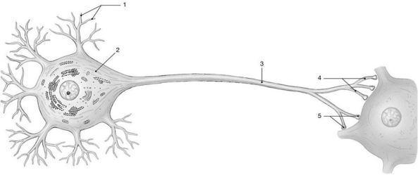Figure 12-1 The Neuron    Use Figure 12-1 to answer the following questions: -Identify the structure labeled  4.  A)  synaptic terminals B)  telodendria C)  dendritic spines D)  collateral branches E)  axons
