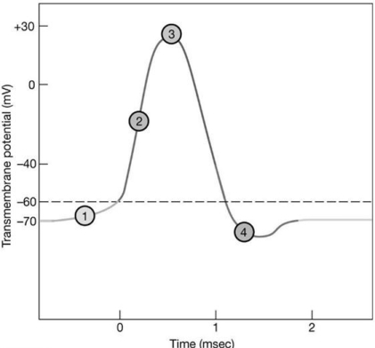 Figure 12-2 The Nerve Action Potential    Use Figure 12-2 to answer the following questions: -In which area of the graph do you see a sudden rush of sodium ions into the neuron? A)  1 B)  2 C)  3 D)  4
