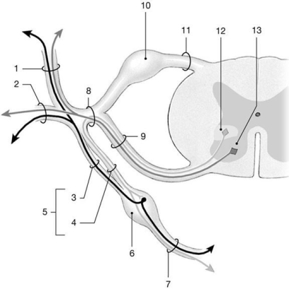 Figure 13-2 Spinal Nerves    Use Figure 13-2 to answer the following questions: -Identify the structure labeled  8.  A)  peripheral nerve B)  posterior ramus C)  spinal nerve D)  anterior root E)  posterior root