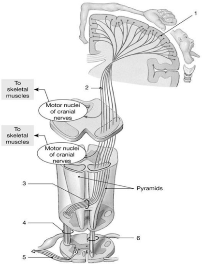 Figure 15-2 The Corticospinal Pathway     Use Figure 15-2 to answer the following questions: -What occurs in this neural pathway at label  3 ? A)  synapse B)  communication between sensory and motor neurons C)  amplification of motor signals D)  decussation E)  autonomic reflexes