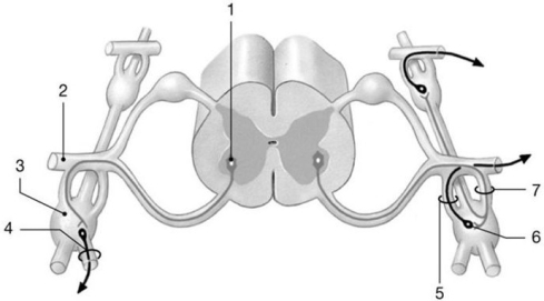 Figure 16-1 ANS Pathway    Use Figure 16-1 to answer the following questions: -Identify the structure labeled  2.  A)  ventral root B)  dorsal ramus C)  spinal nerve D)  ventral ramus E)  white ramus communicans