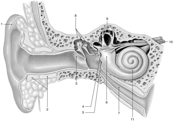 Figure 17-2 The Ear    Use Figure 17-2 to answer the following questions: -Identify the structures labeled  8.  A)  cochlea B)  auditory ossicles C)  auricle D)  tympanic membrane E)  vestibule