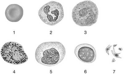 Figure 19-1 The Origins and Differentiation of Formed Elements    Use Figure 19-1 to answer the following questions: -Identify the formed element that originated as a megakaryocyte. A)  1 B)  3 C)  5 D)  2 E)  7