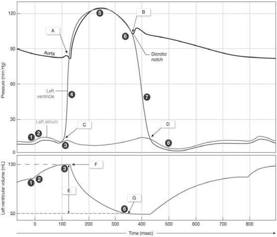 Figure 20-2 Cardiac Cycle    Use Figure 20-2 to answer the following questions: -What is occurring in the left atrium at the circle labeled  2  on the graph? A)  Left atrium is pressurizing the left ventricle. B)  Left atrium is in systole. C)  Left atrial pressure is decreasing. D)  Left atrium is in diastole. E)  Left atrium is receiving pressure from the left ventricle.