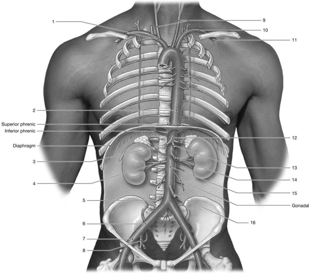 Figure 21-1 Arteries    Use Figure 21-1 to answer the following questions: -Identify the arteries labeled  9.  A)  axillary B)  brachiocephalic C)  common carotid D)  aorta E)  brachial