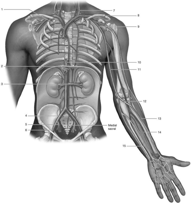 Figure 21-2 Veins    Use Figure 21-2 to answer the following questions: -Identify the vein labeled 12. A) cephalic B) median cubital C) radial D) basilic E) brachial