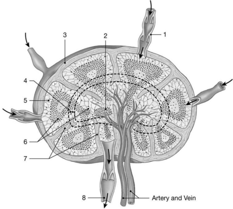 Figure 22-1 The Structure of a Lymph Node    Use Figure 22-1 to answer the following questions: -Identify the structure labeled  1.  A)  efferent lymphatic vessel B)  venule C)  arteriole D)  afferent lymphatic vessel E)  lymphatic nodule