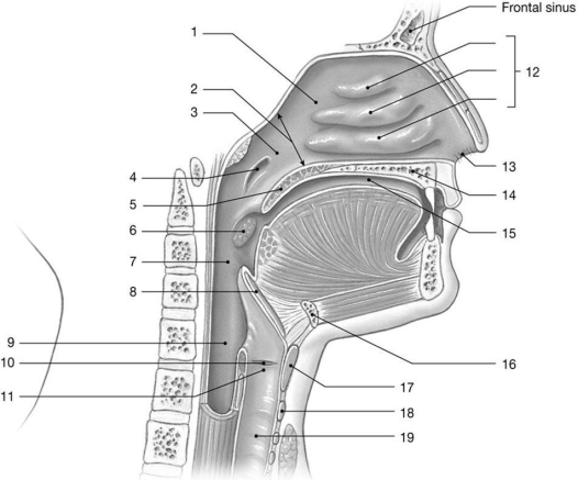 <strong> Figure 23-1 The Upper Airways Use Figure 23-1 to answer the following questions: Identify the structure labeled 7.</strong> A) internal nares B) esophagus C) glottis D) oropharynx E) laryngopharynx