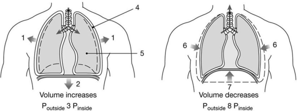 Figure 23-2 Mechanics of Ventilation    Use Figure 23-2 to answer the following questions: -Which muscle(s)  produce(s)  the movement labeled  1 ? A)  rectus abdominis B)  internal intercostals C)  external intercostals D)  diaphragm E)  both rectus abdominis and external intercostals