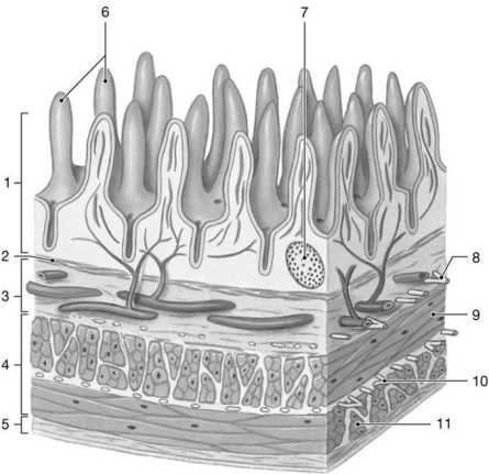 Figure 24-2 The Wall of the Small Intestine    Use Figure 24-2 to answer the following questions: -What type of epithelium covers the structure labeled  6 ? A)  simple squamous B)  stratified squamous C)  simple cuboidal D)  simple columnar E)  pseudostratified ciliated columnar