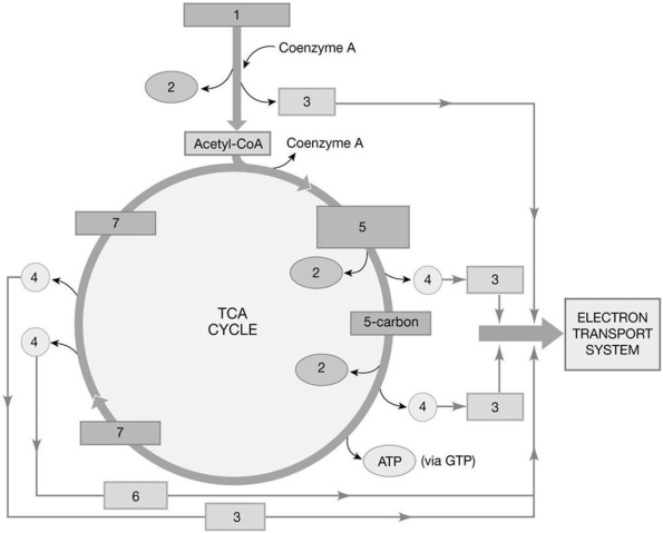 Figure 25-1 The Citric Acid Cycle    Use Figure 25-1 to answer the following questions: -What is the molecule labeled 1? A) phosphoglyceric acid B) citric acid C) pyruvate D) NADH E) FADH2