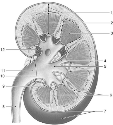 Figure 26-1 The Structure of the Kidney    Use Figure 26-1 to answer the following questions: -Identify the region labeled  1.  A)  renal cortex B)  renal medulla C)  renal papilla D)  renal sinus E)  fibrous capsule