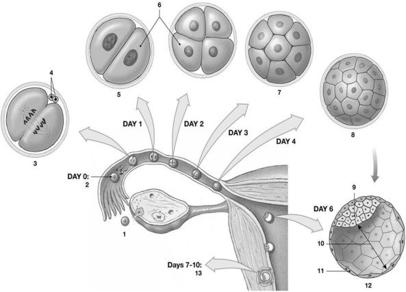 <strong> Figure 29-1 Early Human Development Use Figure 29-1 to answer the following questions: Identify the process occurring at the structure labeled 13.</strong> A) fertilization B) ovulation C) implantation D) migration E) gastrulation