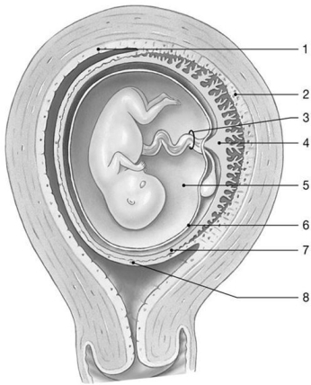 Figure 29-2 Fetus at 10 Weeks    Use Figure 29-2 to answer the following questions: -By the end of gestation, maternal blood volume normally increases by almost ________ percent. A)  20 B)  25 C)  50 D)  80 E)  100