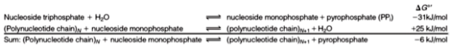 Based on the following,what can be said about the synthesis of polynucleotides?   A) polynucleotides are unstable and are rapidly degraded B) polynucleotide formation is made much more exergonic by the hydrolysis of pyrophosphate C) the hydrolysis of nucleoside triphosphates is the only driving force to make an overall irreversible reaction D) polynucleotides are highly resistant to hydrolysis,even in the presence of an acid catalyst E) none of the above
