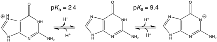Based on the following,which is true regarding the acid/base properties of guanine?   A) at physiological pH,guanine will be positively charged B) at physiological pH,guanine will be negatively charged C) at physiological pH,guanine will be neutral D) at physiological pH,guanine will be a very effective buffer against base E) at physiological pH,guanine will be a very effective buffer against acid
