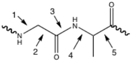<strong>Which of the following bonds has partial double bond character? </strong> A)1 B)2 C)3 D)4 E)5