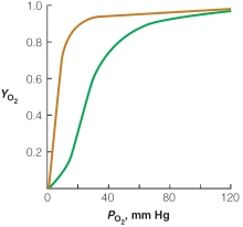Based on the plot of oxygen saturation versus partial pressure of oxygen,which of the following statements is true?   A) at oxygen pressure >100 mm Hg,hemoglobin dissociates into individual subunits so that it is able to bind oxygen similar to myoglobin B) at typical resting capillary oxygen pressure of ~30 mm Hg,hemoglobin has only 1 of its 4 oxygen binding sites filled while myoglobin is nearly saturated with oxygen C) under periods of extreme muscle exertion,capillary oxygen pressure can drop to 10 mm Hg,allowing release of ~90% of oxygen carried by hemoglobin D) the structure of hemoglobin allows for complete release of oxygen in capillary beds at all times E) none of the above