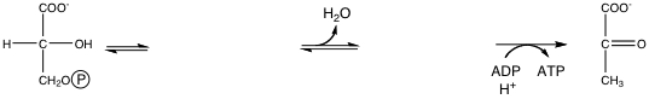 Fill in the missing two intermediates of glycolysis:  