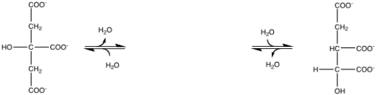 Draw the enzyme-bound intermediate of the following reaction clearly showing proper stereochemistry:  