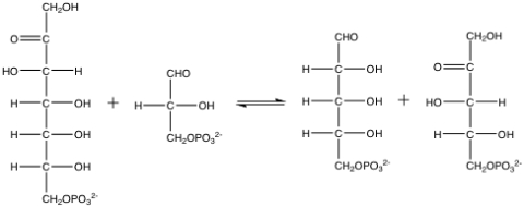 The following reaction would be catalyzed by which of the following enzymes?   A) ribulose-5-phosphate epimerase B) transaldolase C) transketolase D) triose phosphate isomerase E) pentose phosphate transferase