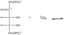 If the following <sup>14</sup>C labeled molecules served as substrates for rubisco (the labeled carbons are indicated with *),where would the <sup>14</sup>C labels end up in the immediate product(s)of the reaction? Draw the product(s),clearly showing which atom(s)would be labeled.  