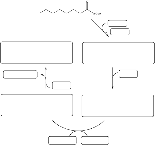  Fill in the missing structures and any reactants or products for one complete round of  \beta -oxidation:   